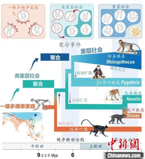 寒冷事件促进亚洲叶猴社会聚合。　8868体育登录供图