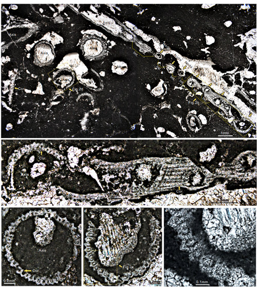 已知最古老的轮藻门化石奇迹塔里木轮藻。受访者供图