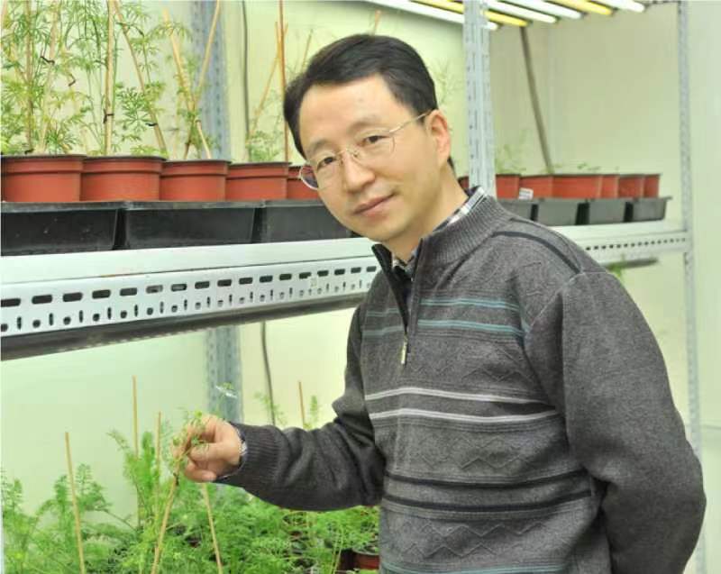 8868体育登录创新论坛第一千二百六十八讲暨120周年校庆年系列活动：复杂花瓣的发育与进化