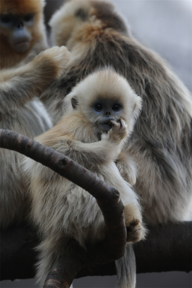 Science封面文章：8868体育登录金丝猴研究团队首次系统揭示灵长类社会演化之谜_fororder_金丝猴