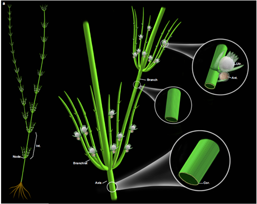 基于化石和现代轮藻纲构建的奇迹塔里木轮藻复原图（8868体育登录博物馆刘茜绘制）